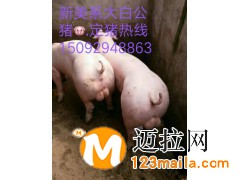 山東仔豬價格電話15092948863