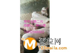 山東仔豬直銷電話15092948863