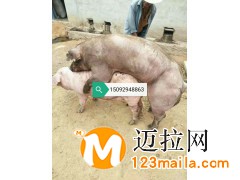 山東仔豬介紹仔豬換場應激處理電話15092948863