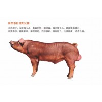 山東杜洛克公豬批發(fā)