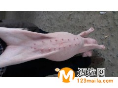 山東長(zhǎng)白母豬批發(fā)