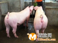 山東長(zhǎng)白母豬養(yǎng)殖基地