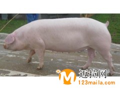 臨沂長(zhǎng)白母豬養(yǎng)殖基地