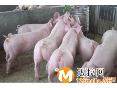 臨沂長(zhǎng)白母豬直銷