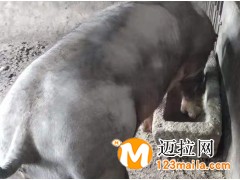 臨沂仔豬批發(fā),山東仔豬直銷