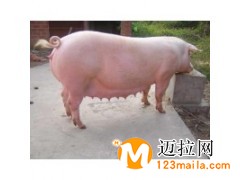 山東豬仔養(yǎng)殖基地
