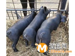 臨沂仔豬直銷,山東仔豬批發(fā)